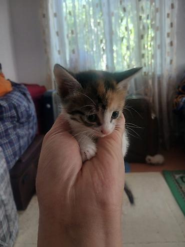 scottish fold: Отдам в добрые ручки — 7