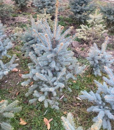 Декоративные деревья: Саженцы деревьев: Ели — 9