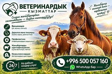 Ветеринардык кызмат, ордуна барып даарылоо, капельница ж.б турлору at lalafo.kg Ветеринардык кызмат, ордуна барып даарылоо, капельница ж.б турлору