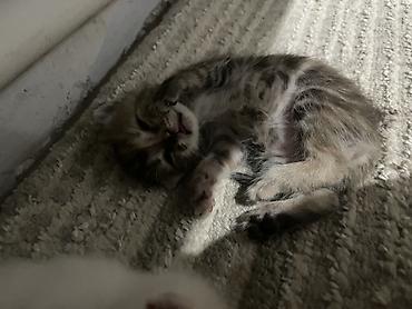бархатные котята: Бесплатно мальчик 
Котёнок тигрового окраса — 2