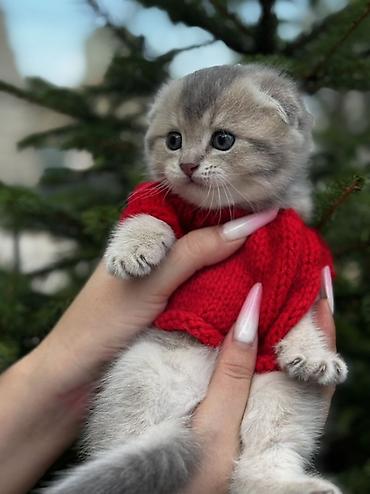 golden chinchilla: Blue shinshilla — 8