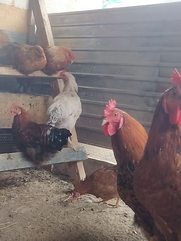 Продам с/х животных: Продаю | Цыплята | Домашняя | Для разведения — 1