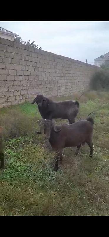 Qara rəngli iki baş keçi - Növ: yerli keçi - Rəng: tünd qəhvəyi/qara