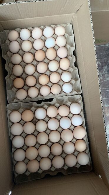 яйцо домашнее: Свежие домашние яйца 🥚 Продаю вкусные и натуральные яйца от домашних
