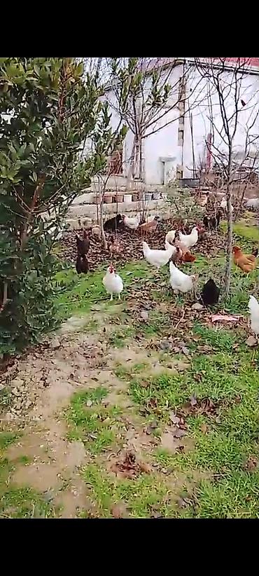Toyuqlar: ‼️ Təcili Satılır ‼️ Yumurtayan Toyuqlar 1 ilikdi hamısı yumurtayır — 4