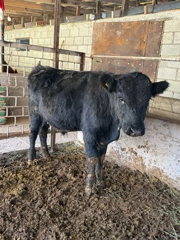 дом для животных: Сатам | Бука (эркек) | Ангус | Бордоп семиртүү үчүн