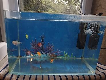akvarium baliqlari satisi: Akvarium oguz rayonundadir 7 eded baliq var yemide verilecek 2 ayliq — 3