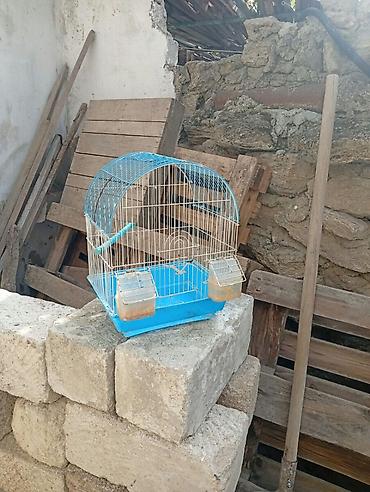 hava kompresoru satilir: Dekorativ quşlar üçün qəfəs. Mavi-altlıqlı və ağ metal tor — 2