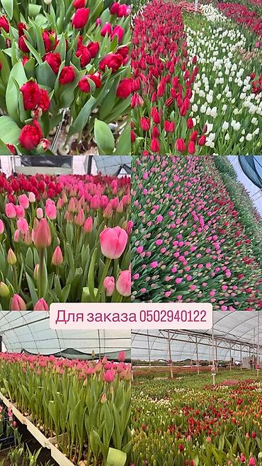 Букеты из живых цветов: ‼️‼️‼️‼️ успейте заказывать тюльпаны по оптовой цене Ассортимент: - — 6