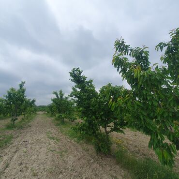 Torpaq sahələrinin satışı: 106 sot, Kənd təsərrüfatı, Mülkiyyətçi, Kupça (Çıxarış) — 6