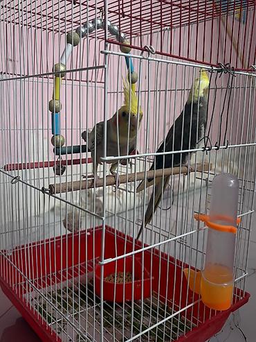 heyvan yemi: Məhsul: Nimfa (Cockatiel) cütü və qəfəs dəsti Təsvir: - İki ədəd — 4