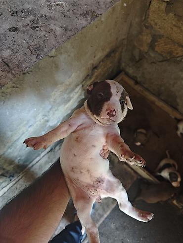 İtlər: Pitbul, 1 ay, Dişi, Ödənişli çatdırılma -da lalafo.az — 5 İtlər: Pitbul, 1 ay, Dişi, Ödənişli çatdırılma — 5