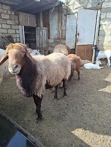 qoyun satisi 2024: Satılır Qoc, qurbanlıq quzular, cəpişlər — 2