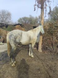 животные для дома: 350000 сом бишкек шаарында жылкы срочно сатылат алам дегендер чалгыла