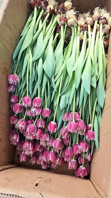 Букеты из живых цветов: Тюльпаны в крафт-упаковке — оптовые и розничные букеты. - — 16