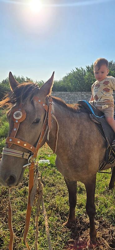 cins buzovların satışı: Salam tecili satlir deye bu qiymete verem yorgada gedir caparaqda — 1