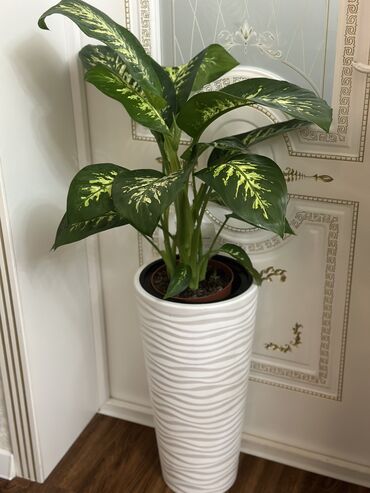 Другие комнатные растения: Комнатные цветы at lalafo.kg — 12 Другие комнатные растения: Комнатные цветы — 12