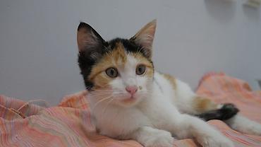 цветы и котика: Кошка даром: Беспородная, 4 месяца, Девочка — 1