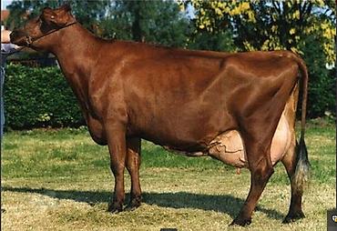 Корма для с/х животных: 🐎 Стимулятор набора веса со стволовыми клетками костный жир со — 16