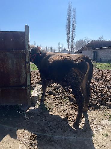 Коровы, быки: Продаю | Бык (самец) | На откорм | Племенные at lalafo.kg — 18 Коровы, быки: Продаю | Бык (самец) | На откорм | Племенные — 18