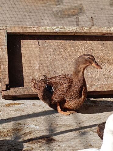 Ördəklər: 2 eded 6 ayliq yaxshi beslenmish ruan ordek(erkek dishi)cutu 125azn 5 -da lalafo.az — 16 Ördəklər: 2 eded 6 ayliq yaxshi beslenmish ruan ordek(erkek dishi)cutu 125azn 5 — 16