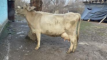 Коровы, быки: Продаю | Корова (самка) | Швицкая | Для молока — 14