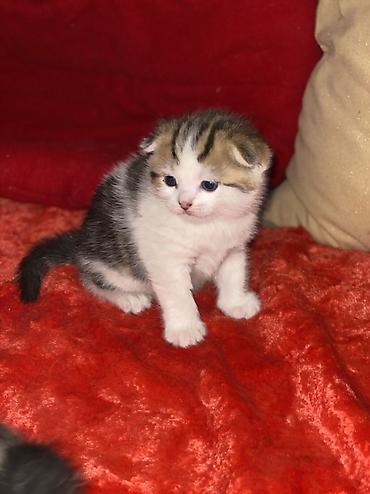 кой союшка: Шотландские вислоухие котята (Scottish Fold) Все мальчики - Окрас — 1