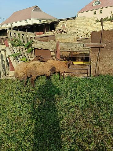 cin bildircin yumurtasi: Dişi, Qala, il: 1, 40 kq, Damazlıq, Ətlik — 7