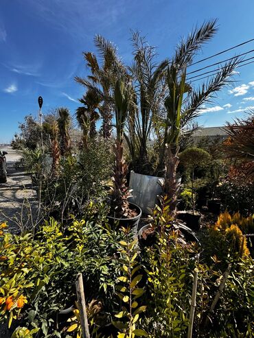 Ağaclar: Finkler satilir — 4