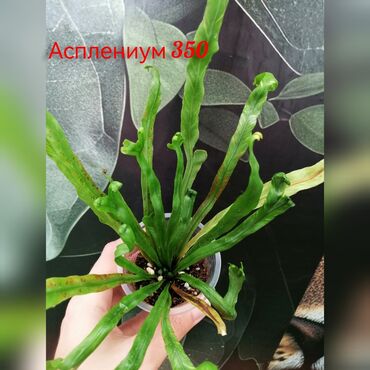 Эпипремнумы и сциндапсусы: Комнатные лианы и ароиды — укоренённые черенки в стаканчиках. В — 5