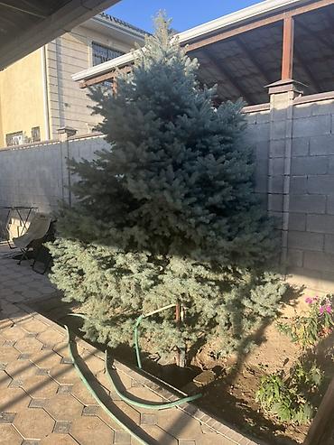 мули: Ель голубая (Picea pungens ‘Glauca’), взрослая ландшафтная - Порода — 2