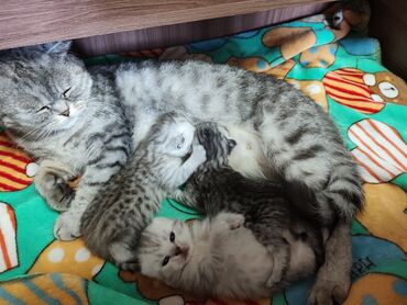 продаю жеребят: Шотландские котята готовы к раннему бронированию!!! Родились 30 апреля