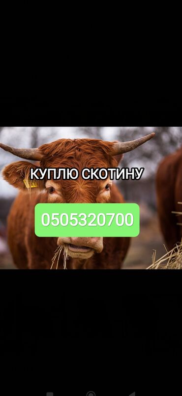 Куплю с/х животных: Куплю | Коровы, быки, Лошади, кони | Круглосуточно, На откорм, Откормленные