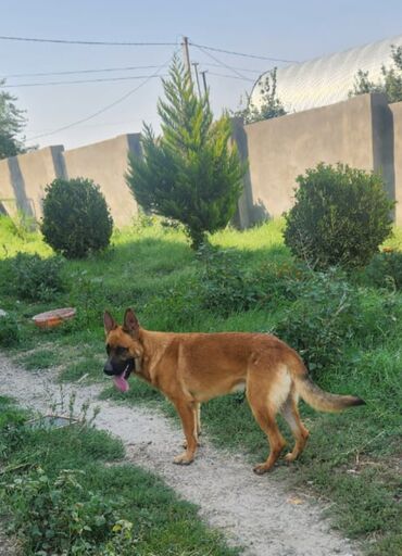 İtlər: Alman çoban iti, 2 il, Erkek, Ünvandan götürmə