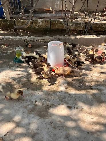 Утки: Sort lal ördek balaları zümrüd macar 30 ədəd 2 ayLığ balalardı real — 1