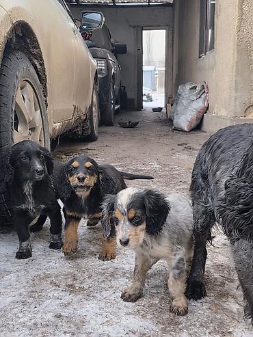 Продажа собак: Щенки спаниеля - Помет от породистой мамы-спаниеля (на фото рядом с — 2