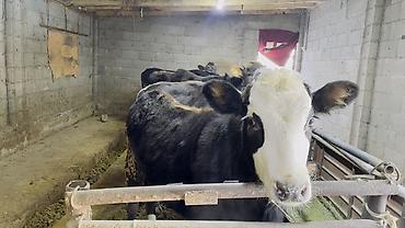 Коровы, быки: Продаю | Тёлка | На откорм | Привязанные — 8