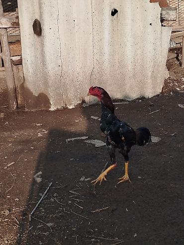 Куры, петухи: Продаю | Петух | Бойцовая | Для разведения at lalafo.kg — 1 Куры, петухи: Продаю | Петух | Бойцовая | Для разведения — 1