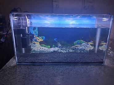 baliğ: Dördbucaq akvarium, Boş, 60 l, Ünvandan götürmə — 2