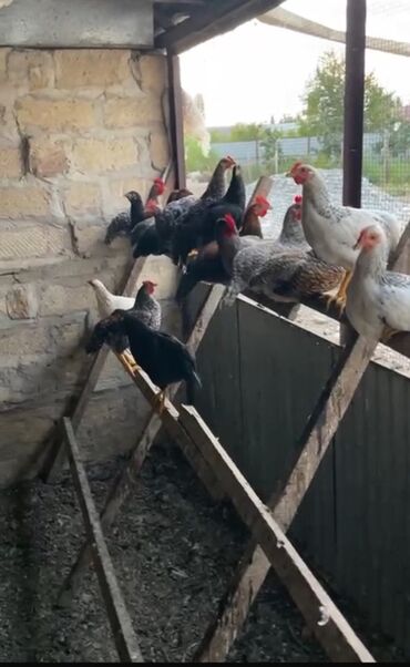 Коровы, быки: Ev şəraitində böyüdülmüş müxtəlif rənglərdə olan toyuqlar. Bu