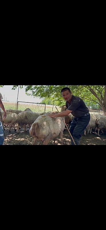Mal-qara: Südəmər qoyunlar – süd istiqamətli sürü - Süd verimi yüksək, iri — 8