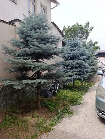 туя смарагд: Очень дёшево продаются синие ели 3-4 метра высотой 4шт