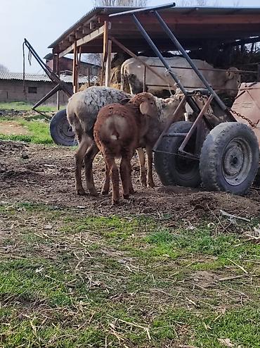 Баран, овца: Продаю | Овца (самка) | Арашан | Для разведения | Матка — 4