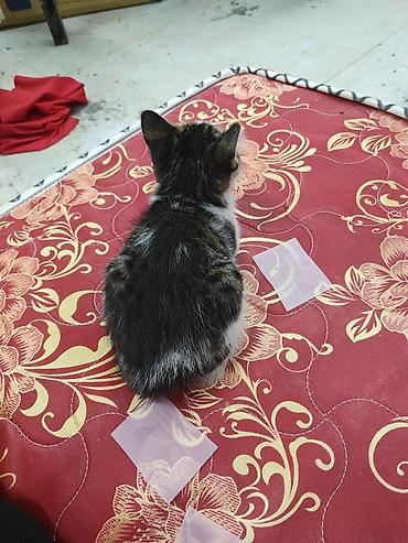 сиамская кошка даром: Отдам котёнка даром. Живет в цеху скоро зима за ним не кому — 3