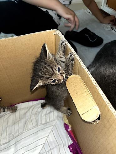 Продажа кошек: Продаю котят. котятам ровно месяц, ещё грудные at lalafo.kg — 11 Продажа кошек: Продаю котят. котятам ровно месяц, ещё грудные — 11