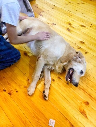 İtlər: Retriever, 1 il, Erkek, Peyvəndli — 5