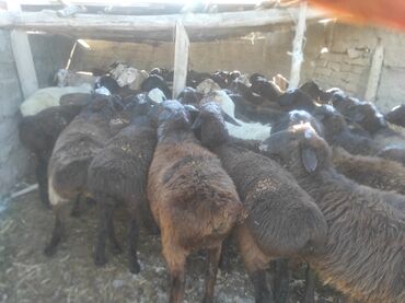 крс быки: Сатам | Ургаачы кой (ургаачы) | Көбөйтүү үчүн | Ургаачы