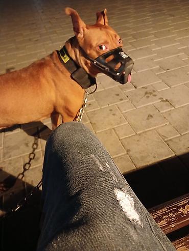 it sortu: Pitbul, 1 il, Dişi — 3