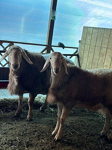 Баран, овца: Продаю | Баран (самец) | Арашан | Для разведения | Племенные, Осеменитель — 13