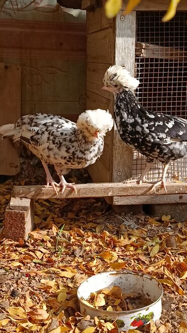 Toyuqlar: Toyuq, Yumurtalıq — 8